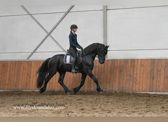 Fries paard, Hengst, 4 Jaar, 163 cm, Zwart