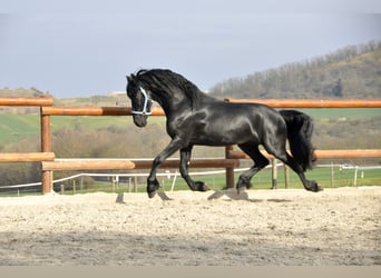 Fries paard, Hengst, 4 Jaar, 163 cm, Zwart