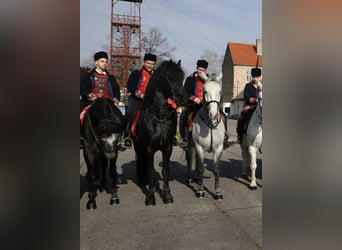Fries paard, Hengst, 4 Jaar, 164 cm, Zwart