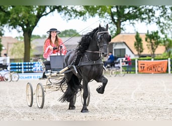 Fries paard, Hengst, 4 Jaar, 164 cm, Zwart