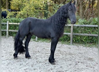 Fries paard, Hengst, 4 Jaar, 164 cm, Zwart