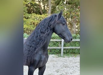 Fries paard, Hengst, 4 Jaar, 164 cm, Zwart