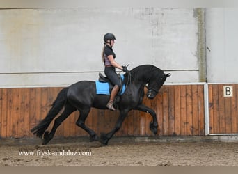 Fries paard, Hengst, 4 Jaar, 164 cm, Zwart