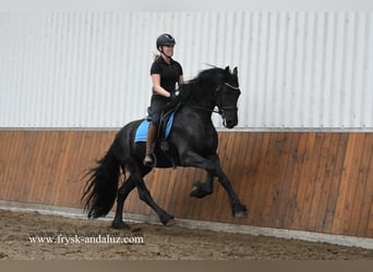 Fries paard, Hengst, 4 Jaar, 164 cm, Zwart