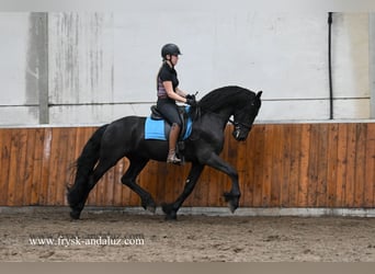 Fries paard, Hengst, 4 Jaar, 164 cm, Zwart