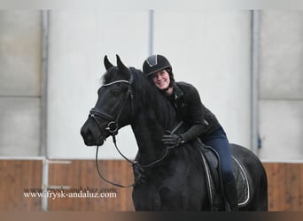 Fries paard, Hengst, 4 Jaar, 164 cm, Zwart