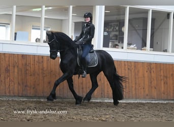 Fries paard, Hengst, 4 Jaar, 164 cm, Zwart