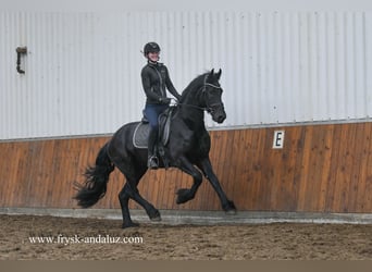 Fries paard, Hengst, 4 Jaar, 164 cm, Zwart