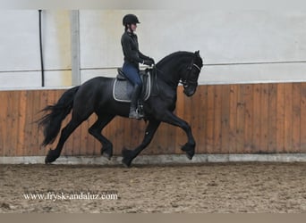 Fries paard, Hengst, 4 Jaar, 164 cm, Zwart