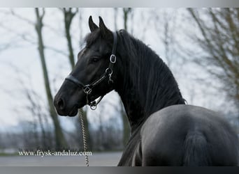 Fries paard, Hengst, 4 Jaar, 164 cm, Zwart