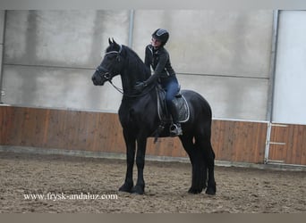 Fries paard, Hengst, 4 Jaar, 164 cm, Zwart