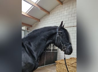 Fries paard, Hengst, 4 Jaar, 164 cm, Zwart