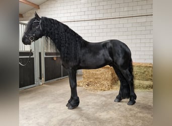 Fries paard, Hengst, 4 Jaar, 164 cm, Zwart