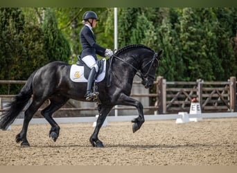 Fries paard, Hengst, 4 Jaar, 165 cm, Zwart