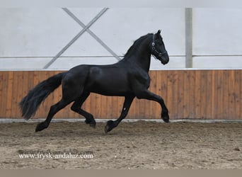 Fries paard, Hengst, 4 Jaar, 165 cm, Zwart