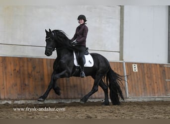 Fries paard, Hengst, 4 Jaar, 165 cm, Zwart