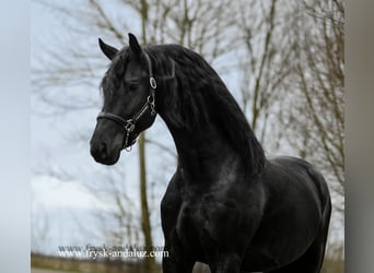 Fries paard, Hengst, 4 Jaar, 165 cm, Zwart