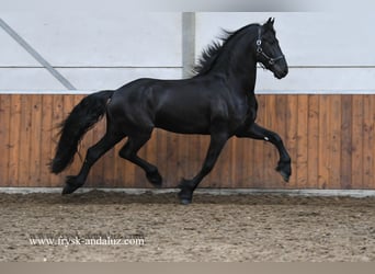 Fries paard, Hengst, 4 Jaar, 165 cm, Zwart