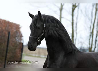 Fries paard, Hengst, 4 Jaar, 165 cm, Zwart