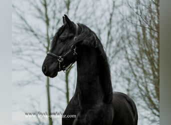 Fries paard, Hengst, 4 Jaar, 165 cm, Zwart