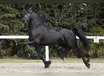 Fries paard, Hengst, 4 Jaar, 165 cm, Zwart