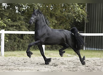 Fries paard, Hengst, 4 Jaar, 165 cm, Zwart