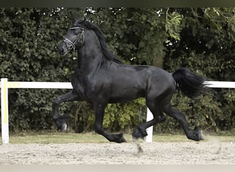 Fries paard, Hengst, 4 Jaar, 165 cm, Zwart