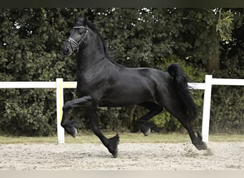 Fries paard, Hengst, 4 Jaar, 165 cm, Zwart