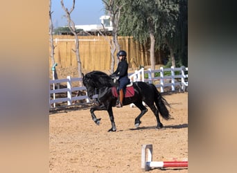 Fries paard, Hengst, 4 Jaar, 165 cm, Zwart