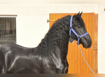 Fries paard, Hengst, 4 Jaar, 165 cm, Zwart