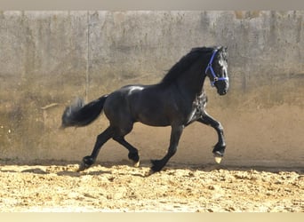 Fries paard, Hengst, 4 Jaar, 165 cm, Zwart