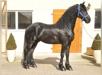 Fries paard, Hengst, 4 Jaar, 165 cm, Zwart