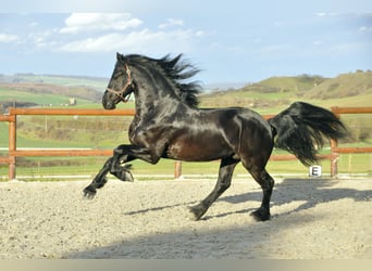 Fries paard, Hengst, 4 Jaar, 165 cm, Zwart