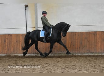 Fries paard, Hengst, 4 Jaar, 165 cm, Zwart