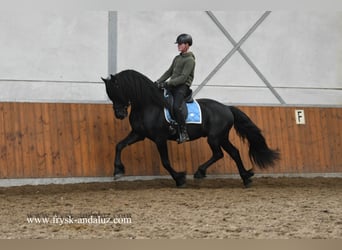 Fries paard, Hengst, 4 Jaar, 165 cm, Zwart