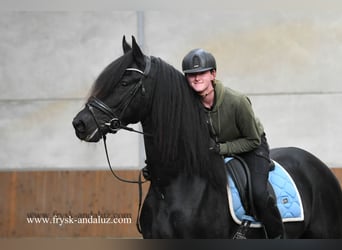 Fries paard, Hengst, 4 Jaar, 165 cm, Zwart