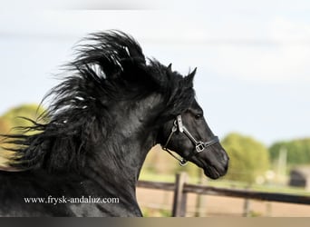 Fries paard, Hengst, 4 Jaar, 165 cm, Zwart