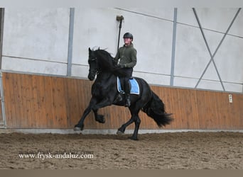 Fries paard, Hengst, 4 Jaar, 165 cm, Zwart