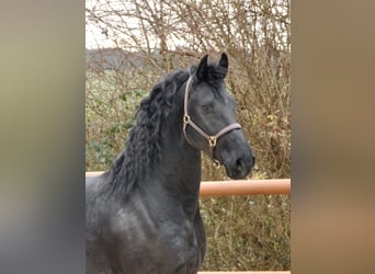 Fries paard, Hengst, 4 Jaar, 166 cm