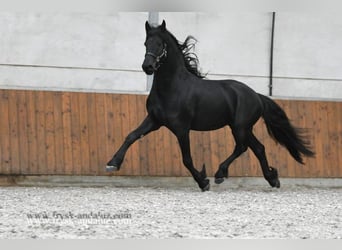 Fries paard, Hengst, 4 Jaar, 166 cm, Zwart