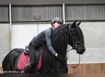 Fries paard, Hengst, 4 Jaar, 166 cm, Zwart