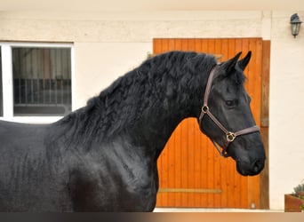 Fries paard, Hengst, 4 Jaar, 166 cm, Zwart