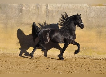 Fries paard, Hengst, 4 Jaar, 166 cm, Zwart