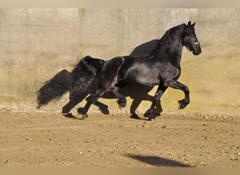 Fries paard, Hengst, 4 Jaar, 166 cm, Zwart