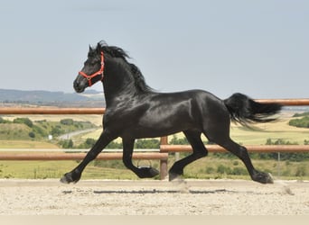 Fries paard, Hengst, 4 Jaar, 167 cm, Zwart