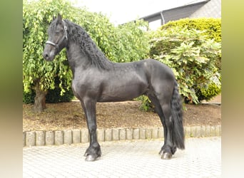 Fries paard, Hengst, 4 Jaar, 168 cm, Zwart