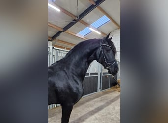 Fries paard, Hengst, 4 Jaar, 168 cm, Zwart