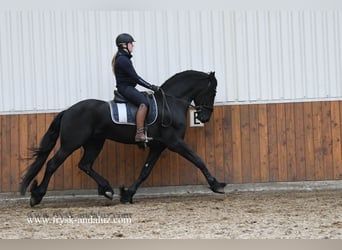 Fries paard, Hengst, 4 Jaar, 168 cm, Zwart