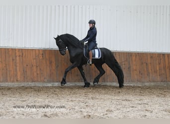 Fries paard, Hengst, 4 Jaar, 168 cm, Zwart