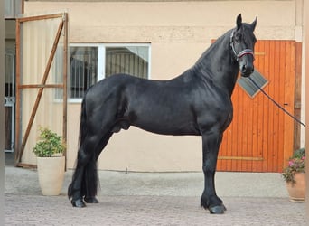 Fries paard, Hengst, 4 Jaar, 169 cm, Zwart